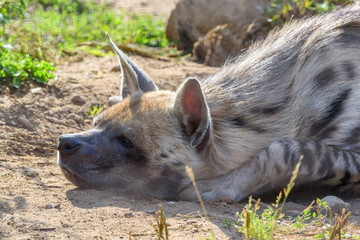 Wall Mural - portrait of a hyena at the zoo