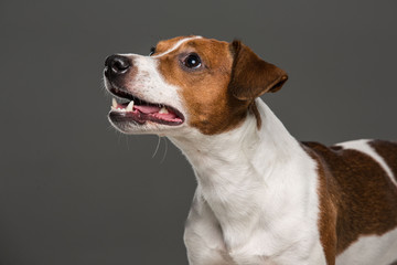 Jack Russel terrier