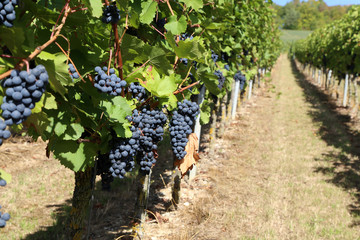 Grapes are ripening in the vineyard