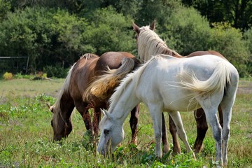 Sticker - Chevaux dans un pré.