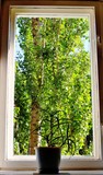 Fototapeta Tulipany - The window overlooking the forest