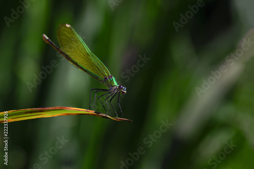Fotografia, Obraz one small green dragonfly sitting on a sheet