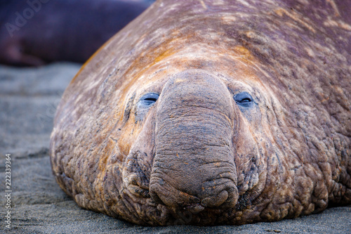 Photo Portrait shots of seals, sea lions and elephant seals in Antarctica