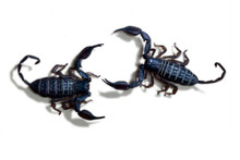 Two Black Scorpions