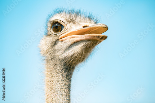 Cuadros en Lienzo ostrich bird head and neck front portrait in the park