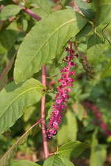 American Pokeweed. Phytolacca americana plant with unripe and ripe berries.
