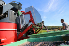 Harvesting Grapes By A Combine Harvester