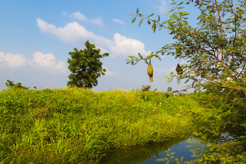 Poster - Baya Weaver bird's nest hanging in the tree