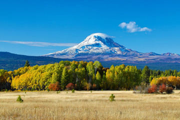 Mt Adams and aspen trees in the fall