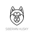 Siberian Husky linear face icon. Isolated outline dog head vector