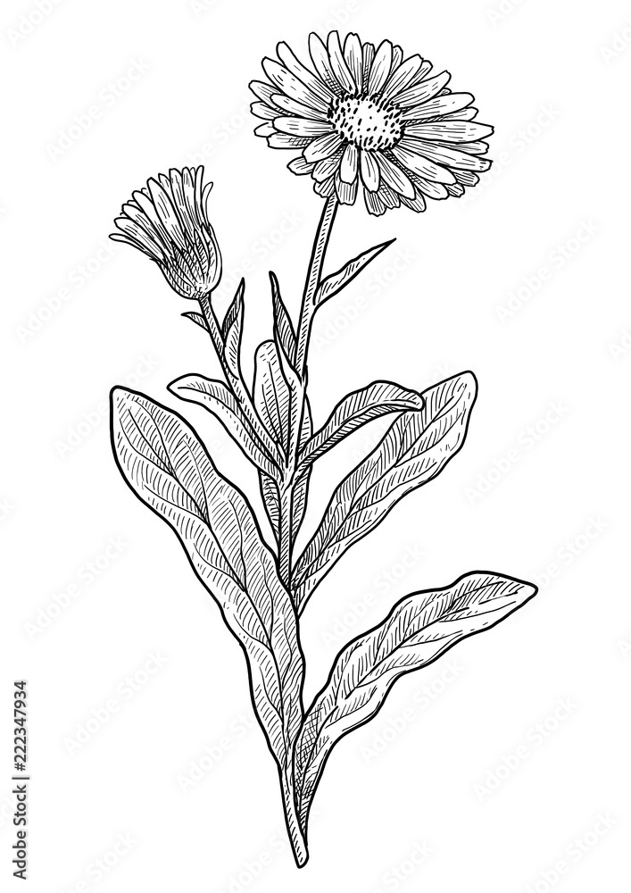 Calendula officinalis illustration, drawing, engraving, ink, line art, vector - obrazy, fototapety, plakaty 