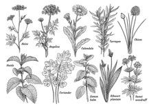 Herbs, Spices, Plants Collection, Illustration, Drawing, Engraving, Ink, Line Art, Vector