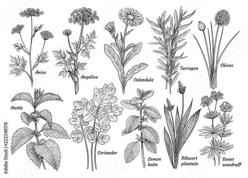 Herbs, spices, plants collection, illustration, drawing, engraving, ink ...
