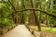 Trail at Big Basin Redwood State Park in California