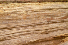Wood Grain From A Redwood Tree