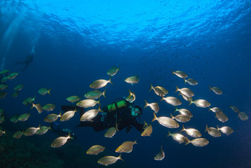 Wall Mural - Diver swimming in a school of fish.