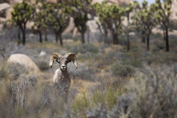 bighorn sheep joshua tree 2
