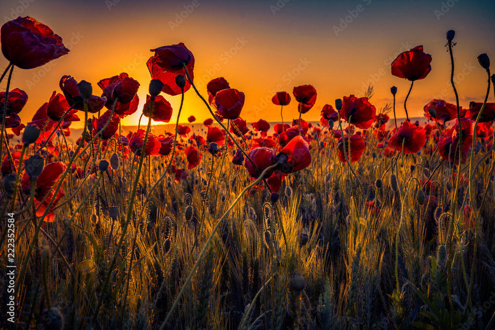 Colorful scene of lots of poppies at sunrise growing in a field of wheat - obrazy, fototapety, plakaty 