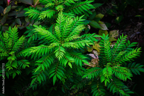 Indian Curry Leaves Swee Neem Leaves Buy This Stock Photo And