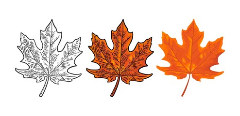 Maple leaf. Vector vintage color engraving and flat illustration.