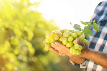 Wall Mural - Man holding bunch of fresh ripe juicy grapes in vineyard, closeup