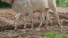 Manual Ploughing With White Oxen And Wooden Plough ( Close Up)