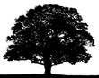 Black and white oak tree silhouette isolated on white background.