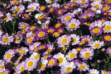Wall Mural - Sydney Australia, garden of mauve and purple daisy's 