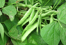 Close Up On Green Bean In The Farm Field
