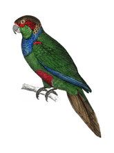 The History Of The Earth And Animated Nature By Oliver Goldsmith (1774), A Rare Antique Handcolored Tableau Of Two Parakeets. Digitally Enhanced By Rawpixel.