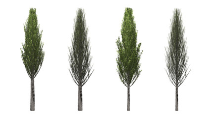 Wall Mural - The collection of tree. Cypress tree isolated on white background with clipping path.
