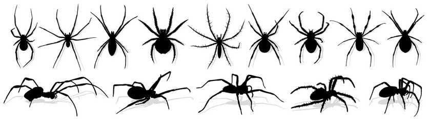 Silhouette of black spider.