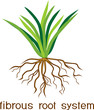 Herbaceous plant with fibrous root system