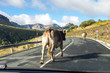 Spanien - Kantabrien - Kühe in den Picos de Europa