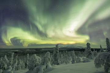 Wall Mural - Colorful Northern lights (Aurora borealis) above snowy wilderness in Lapland