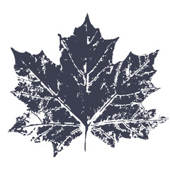 vector maple leaf print. inkprinted leaves of the trees on paper. traced vector image.