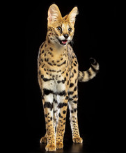 Serval Cat Isolated On Black Background In Studio