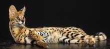 Serval Cat Isolated On Black Background In Studio