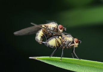 extreme macro fly