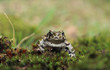 frog posing