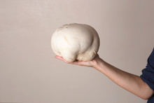 Mushroom Giant Puffball On Woman Hand. Big Edible Mushroom Calvatia Gigantea.