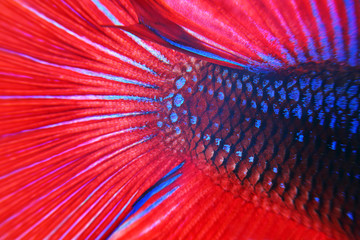 Close up of the skin of colorful fighting fish with full background