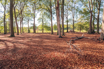 Sticker - Extensive beech forest at the end of the summer season