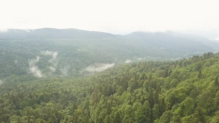 Wall Mural - hikers with backpacks standing on top of mountain on green forest aerial view