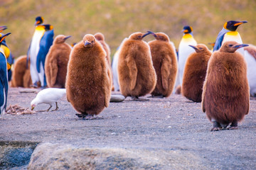 Beautiful shots of cute penguins in the Antarctica snow