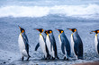 Beautiful shots of cute penguins in the Antarctica snow