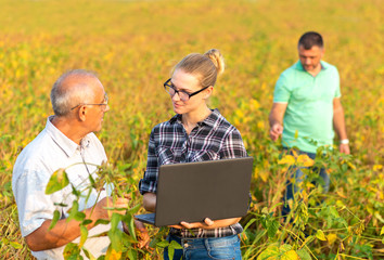 Group of farmers with laptop standing in a field examining soybean crop.