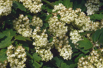 Sticker - Oakleaf hydrangea (Hydrangea quercifolia).