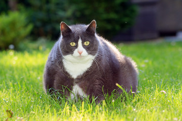 Slight obese, or fat, pussy cat outside in the sunny garden with fresh green grass in spring in the Netherlands