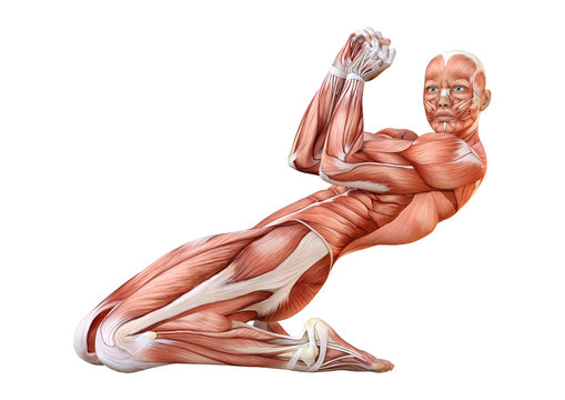 3D Rendering Female Anatomy Figure on White